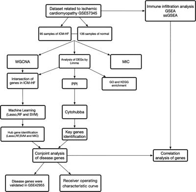 WGCNA combined with machine learning algorithms for analyzing key genes and immune cell infiltration in heart failure due to ischemic cardiomyopathy